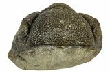Wide, Enrolled Morocops Trilobite - Morocco #347249-1